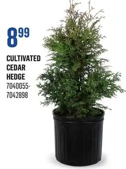 Canac Cultivated Cedar Hedge offer
