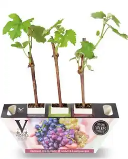 Canac Table Grape Plants offer