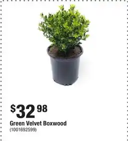 Home Depot Green Velvet Boxwood offer