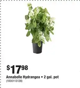 Home Depot Annabelle Hydrangea • 2 gal. pot offer