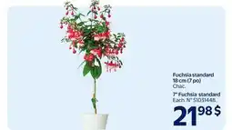 Walmart 7 Fuchsia standard offer
