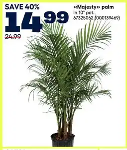 RONA Majesty palm offer