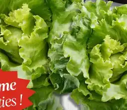 Mayrand Lebanese cucumbers Eggplant Boston lettuce duo offer