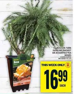 Super C 10 Boston Fern Hanging Basket or Assorted Tea Roses offer