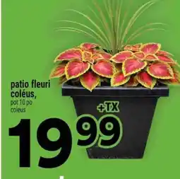 Super C patio fleuri coléus offer