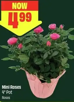 FreshCo Mini Roses offer