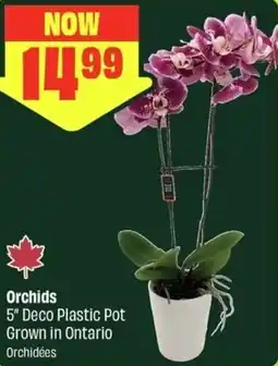FreshCo Orchids offer