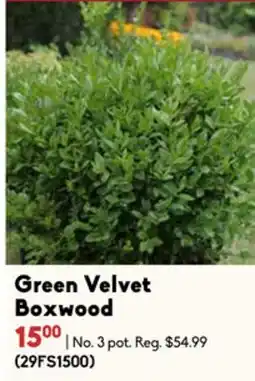 Sheridan Nurseries Green Velvet Boxwood offer