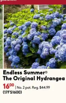 Sheridan Nurseries Endless Summer The Original Hydrangea offer