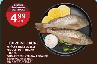 Kim Phat WHOLE FRESH YELLOW CROAKER offer