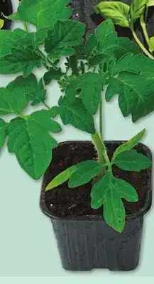 IGA VEGETABLE PLANT offer