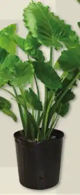 IGA TROPICAL PATIO PLANT offer
