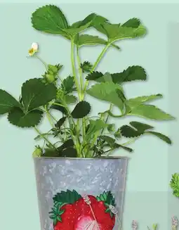 IGA STRAWBERRY PLANT offer