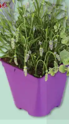 IGA FRAGRANCE PLANT offer