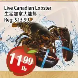 Food Depot Supermarket Live Canadian Lobster offer