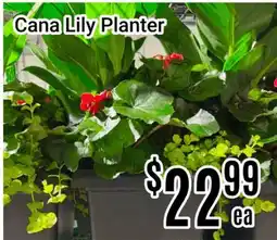 Nations Fresh Foods Cana Lily Planter offer