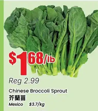 Terra Foodmart Chinese Broccoli Sprout offer