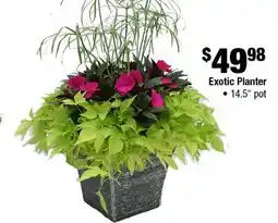 Home Depot Exotic planter offer
