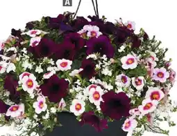 Home Depot Hanging basket 12 pot offer