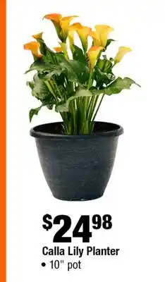 Home Depot Calla lily planter 10 pot offer