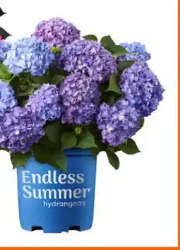 Home Depot Endless summer hyrangea bloom struck offer