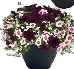 Home Depot Planter 13 pot offer