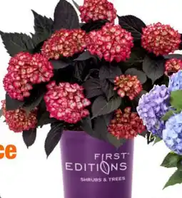 Home Depot First editions eclipse hydrangea offer