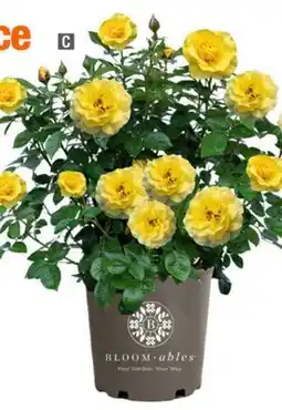 Home Depot Brick house yellow offer