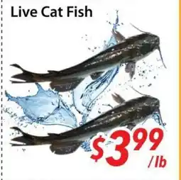 Bestco Food Mart Live Cat Fish offer