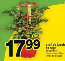Super C plant de tomate en cage | tomato plant in cage offer