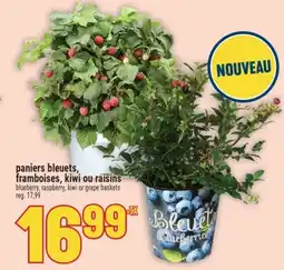 Marché Adonis PANIERS BLEUETS, FRAMBOISES, KIWI OU RAISINS | BLUEBERRY, RASPBERRY, KIWI OR GRAPE BASKETS offer