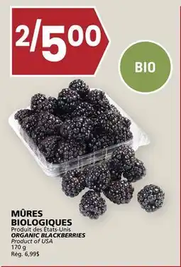 Rachelle-Bery Grocery BLACKBERRIES offer