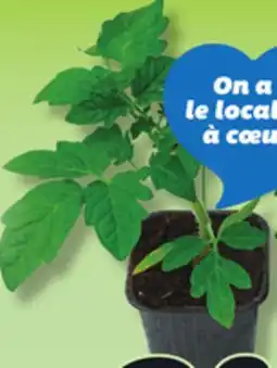 IGA VEGETABLE PLANT OR FRESH FINE HERBS offer