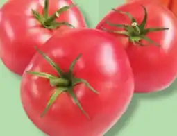 IGA GREENHOUSE PINK TOMATOES offer