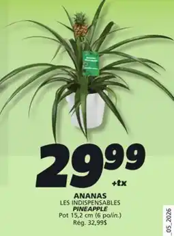 IGA PINEAPPLE offer