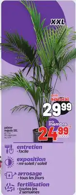 Metro PALMIER ARECA XXL | XXL MAJESTY PALM offer