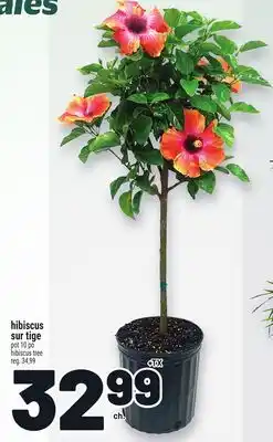 Metro HIBISCUS SUR TIGE | HIBISCUS TREE offer