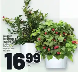 Metro PLANT DE BLEUETS OU DE FRAMBOISES | BLUEBERRY OR RASPEBERRY PLANT offer