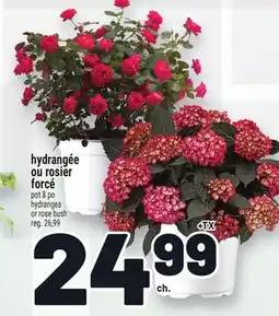 Metro HYDRANGÉE OU ROSIER FORCÉ | HYDRANGEA OR ROSE BUSH offer