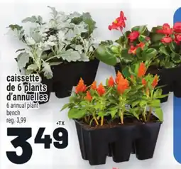 Metro CAISSETTE DE 6 PLANTS D'ANNUELLES | 6 ANNUAL PLANT BENCH offer