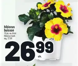 Metro HIBISCUS BUISSON | HIBISCUS BUSH offer