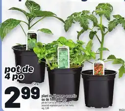 Metro PLANT DE LÉGUMES ASSORTIS OU DE FINES HERBES | ASSORTED VEGETABLE PLANT OR FINE HERBS offer