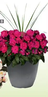 Home Depot Dummen '0' planter 12 pot offer