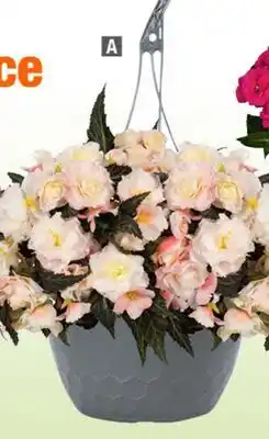 Home Depot Dummen '0' hanging basket 12 pot offer