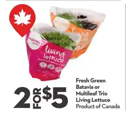 Longo's Fresh Green Batavia or Multileaf Trio Living Lettuce offer