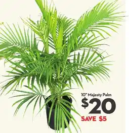 Longo's 10 Majesty Palm offer