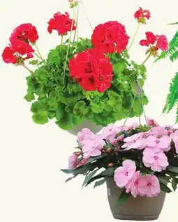 Longo's 10 Hanging Basket offer