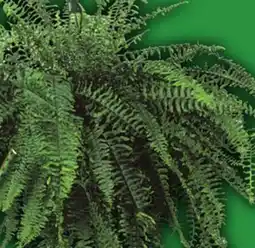 Food Basics 10 BOSTON FERN HANGING BASKET OR ASSORTED TEA ROSES offer