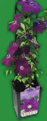 Food Basics ASSORTED TRELLIS & PERENNIALS offer