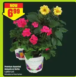 FreshCo Premium Assorted Annuals or Herbs 1 gallon pot offer